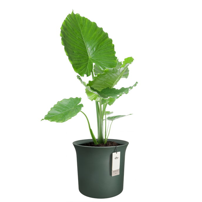 june tulip 58cm vert emerald